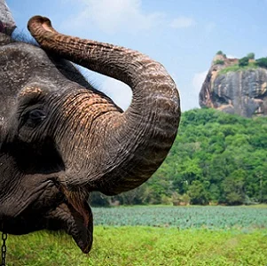 Agenzia-viaggi-in-Italia-Srilanka